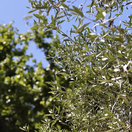 Le Pre Galoffre Nimes